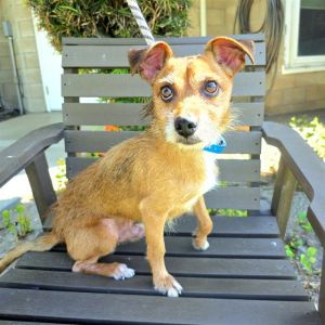 I WAS FOUND AT 900 BLK MAINE AVE LB 90813 IN LONG BEACHMy adoption evaluation date is 07122025