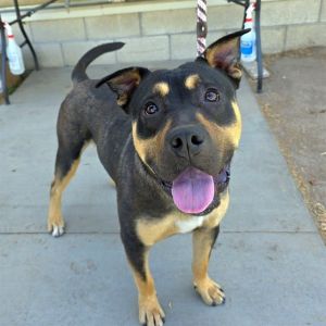 WEDGE Australian Kelpie Dog