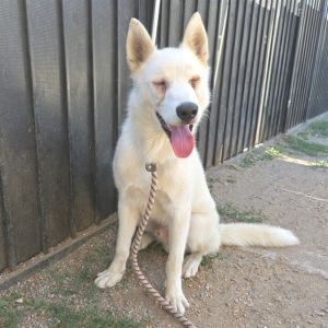 YOSHI Siberian Husky Dog