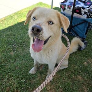 I WAS FOUND AT 970 W CHESTER PL LONG BEACH CA 90813 IN LONG BEACHMy adoption ev