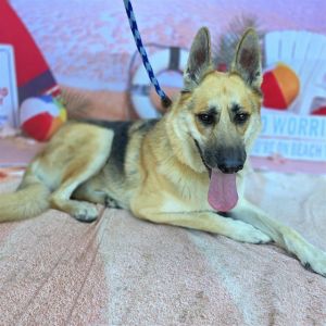 I WAS FOUND AT 00 BLK 59TH ST LONG BEACH CA 90805 IN LONG BEACHMy adoption ev