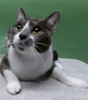 ANDREA Domestic Short Hair Cat