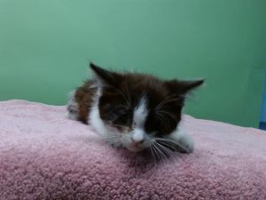 A5708626 Domestic Short Hair Cat