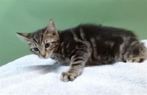 A5712678 Domestic Short Hair Cat