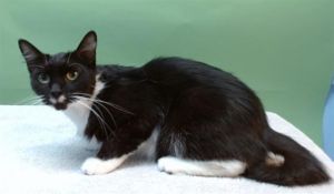 MOLLY Domestic Short Hair Cat