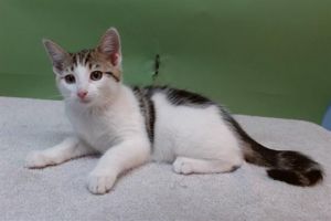 A5712677 Domestic Short Hair Cat