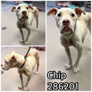 Photo of CHIP