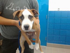 BRUNO, Baby Female unknown