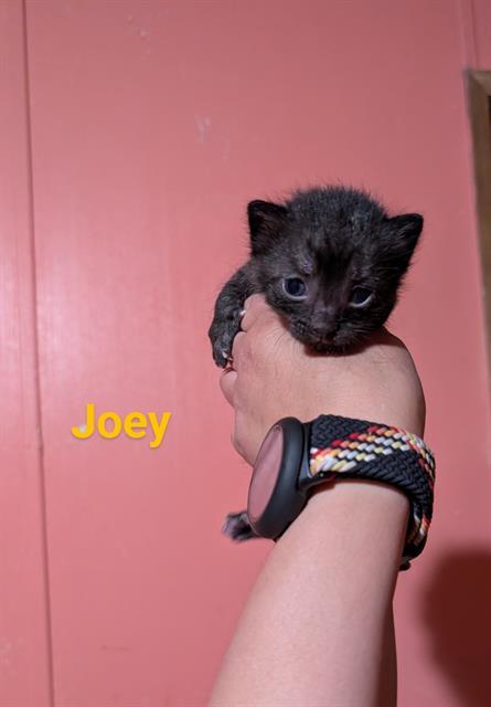 JOEY