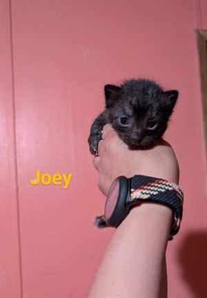 JOEY, Baby Male unknown