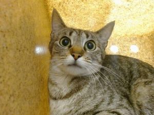 HAZEL, Adult Female unknown