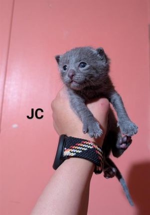 JC, Baby Male unknown