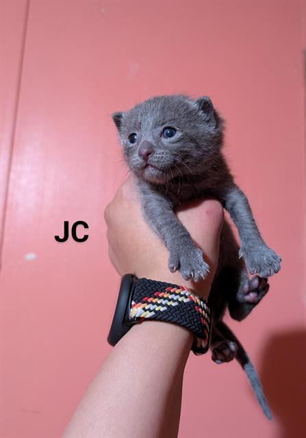 Jc