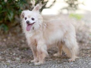 BAMBI, Senior Male unknown