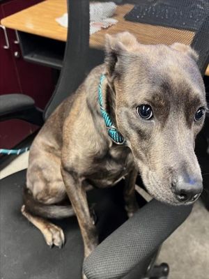 LUCKY Pit Bull Terrier Dog