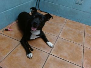 WILLY Terrier Dog
