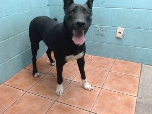 BLUE German Shepherd Dog Dog