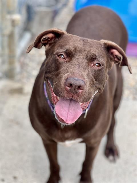 NOVA