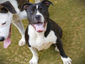 PRECIOUS American Staffordshire Terrier Dog