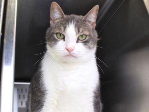 BICKY Domestic Short Hair Cat