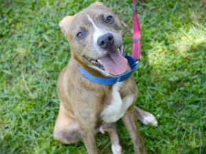 MARVIN American Staffordshire Terrier Dog