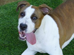 FLUFFY American Staffordshire Terrier Dog