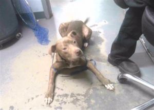 SAMUEL American Staffordshire Terrier Dog