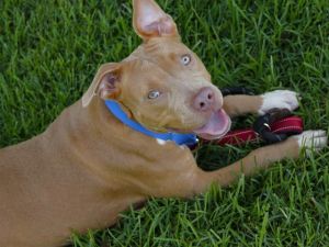 ESME American Staffordshire Terrier Dog