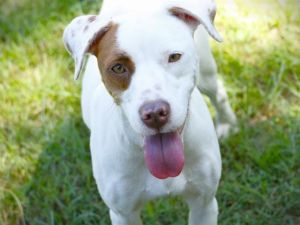 Hi Im Twilight Sparklea 1-year-old white and brown Pointer type dog weighing 45 pounds I came to t