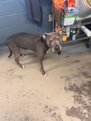CLOONEY American Staffordshire Terrier Dog