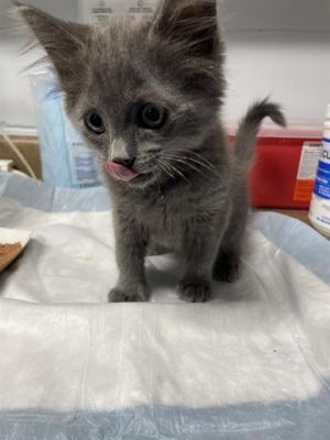 SHNITZEL Domestic Medium Hair Cat
