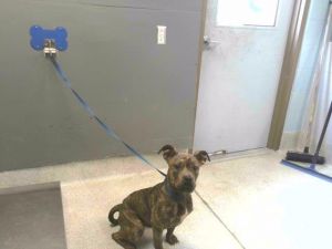 WOOFIE GOLDBERG American Staffordshire Terrier Dog