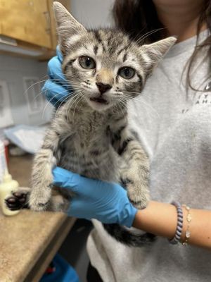 TAMERA Domestic Short Hair Cat