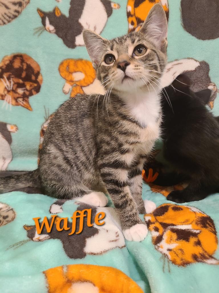 Waffle