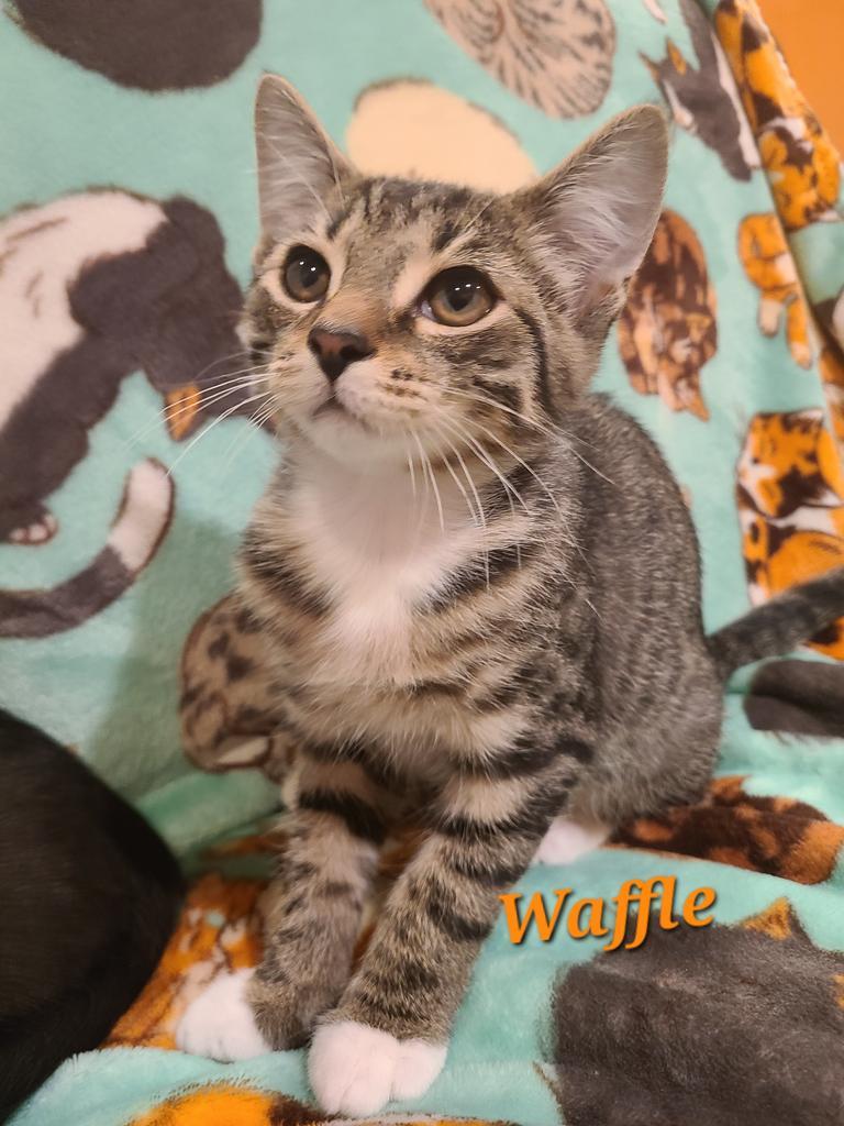 Waffle