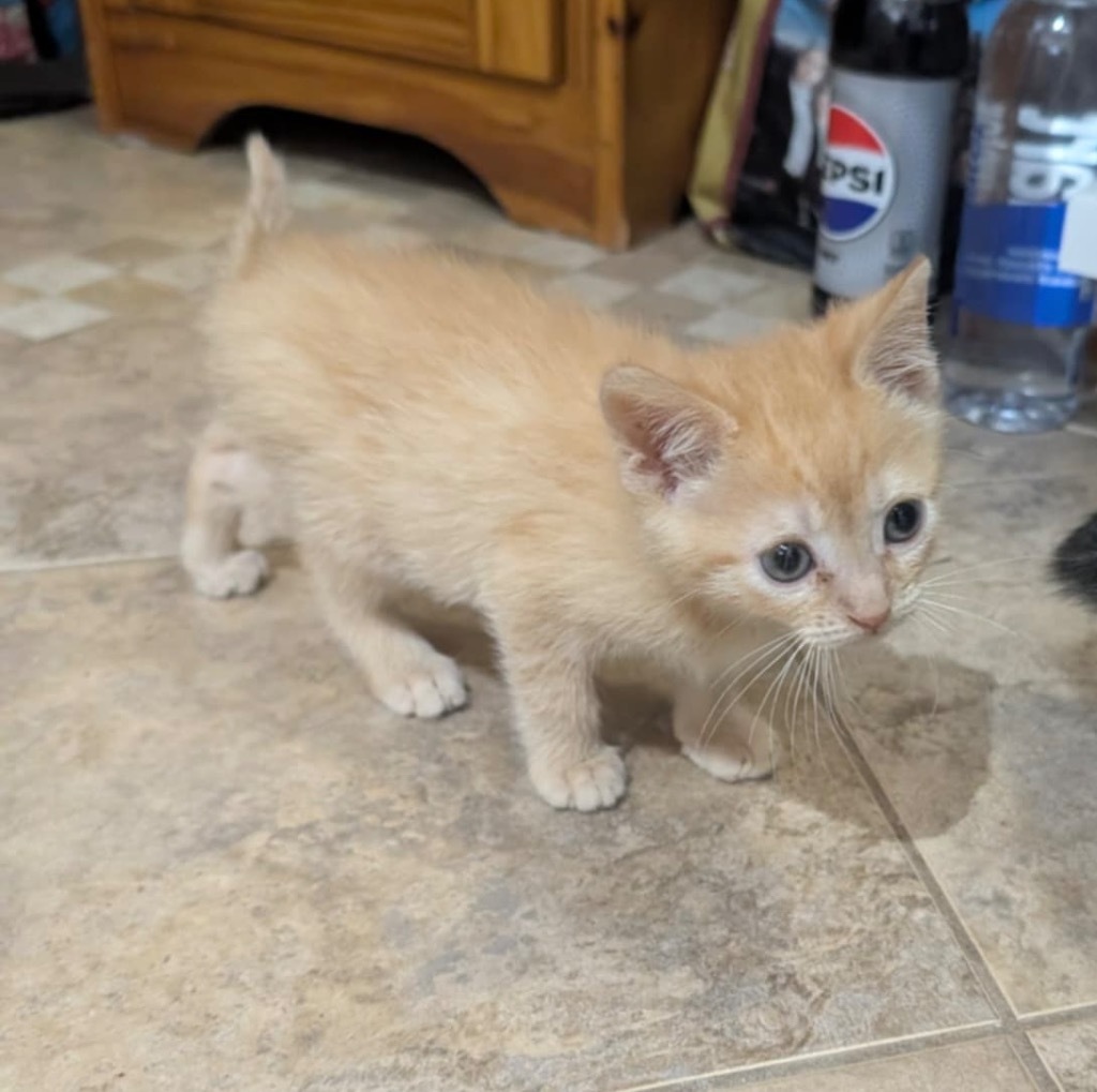 Garfield