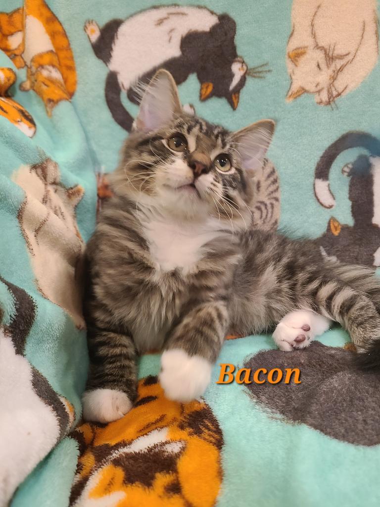 Bacon