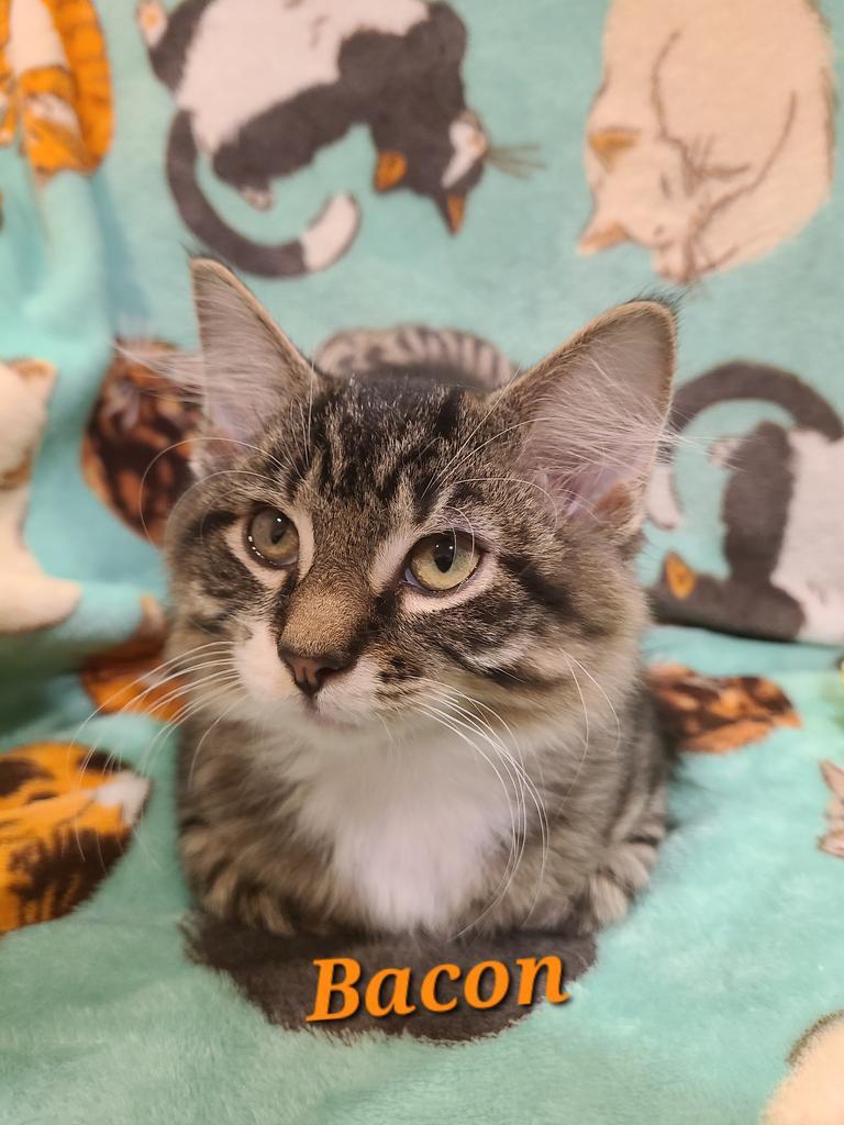 Bacon