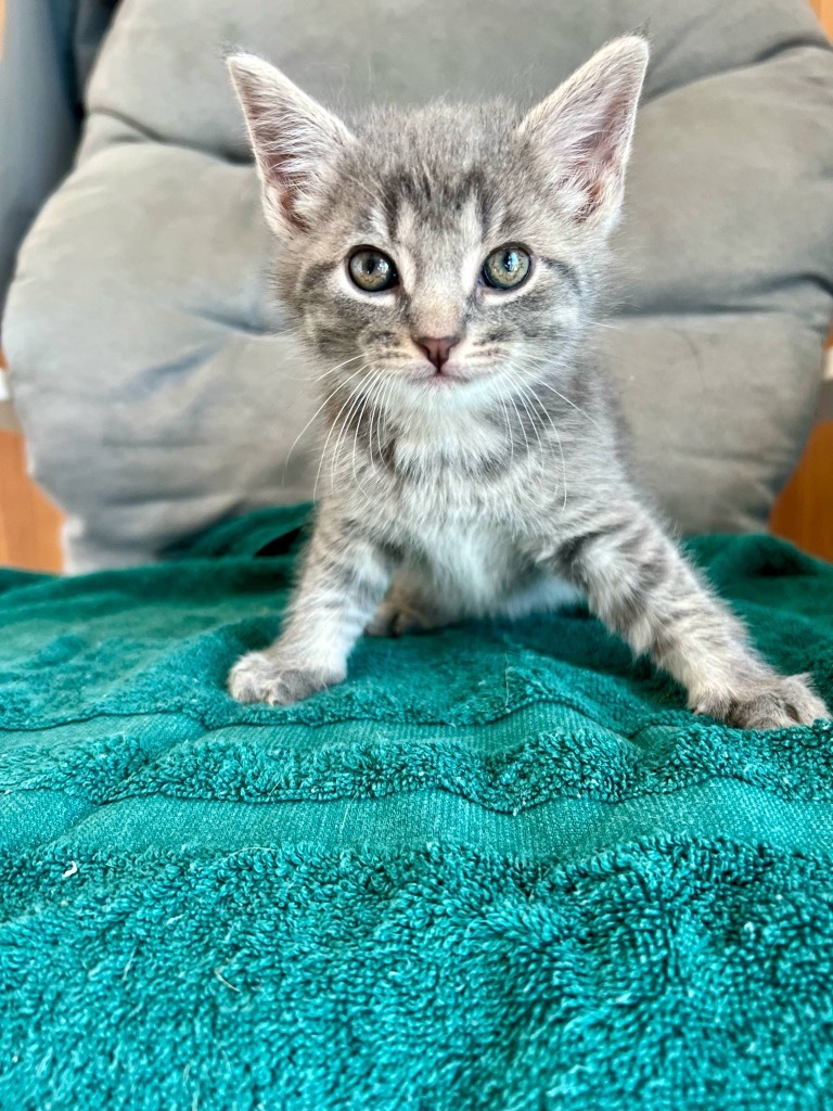 Swiper