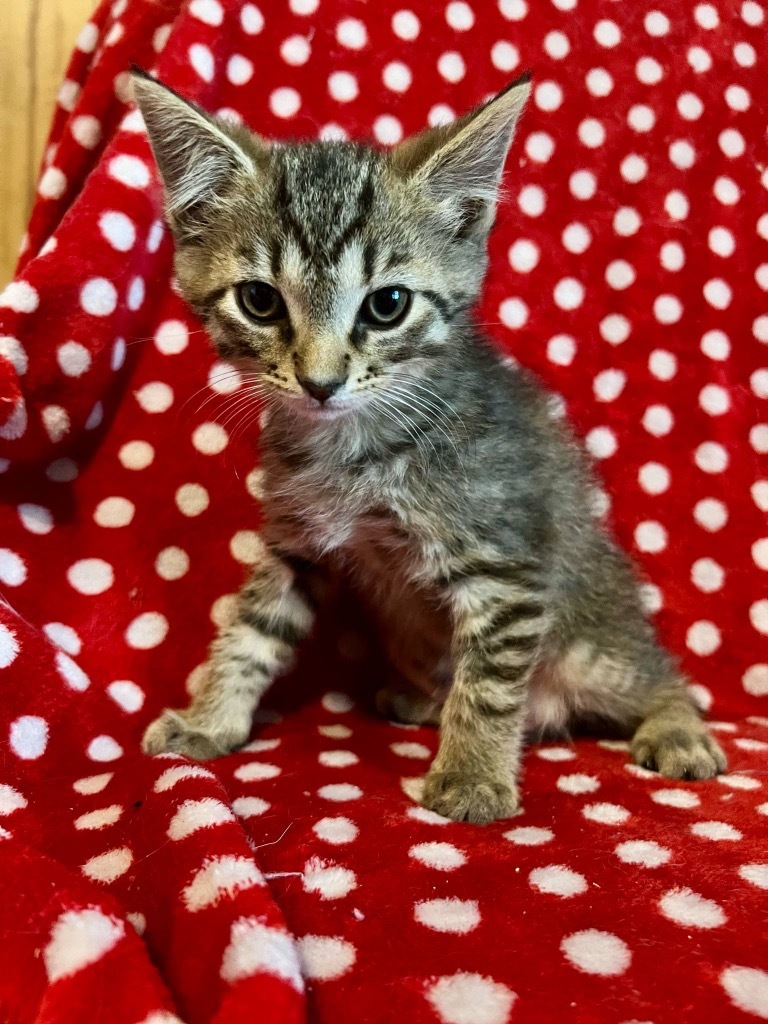 Tico
