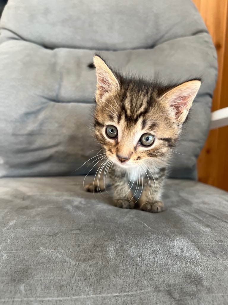 Tico
