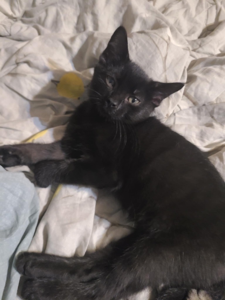 Biscuit
