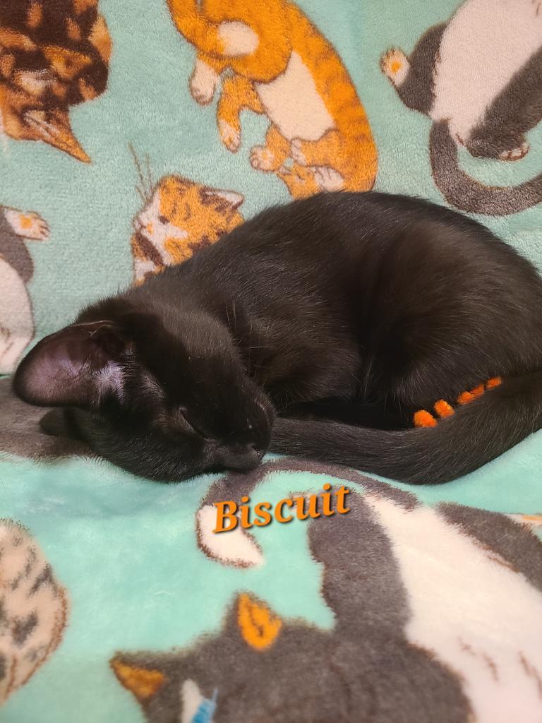 Biscuit