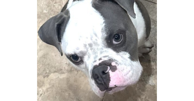 Sookie (Eeyore)