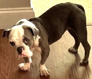 Sookie (Eeyore)