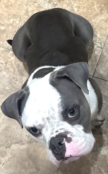 Sookie (Eeyore)