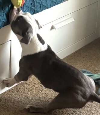 Sookie (Eeyore)