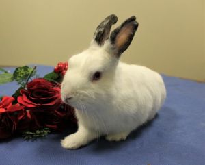 Swiffer, Adult Male unknown