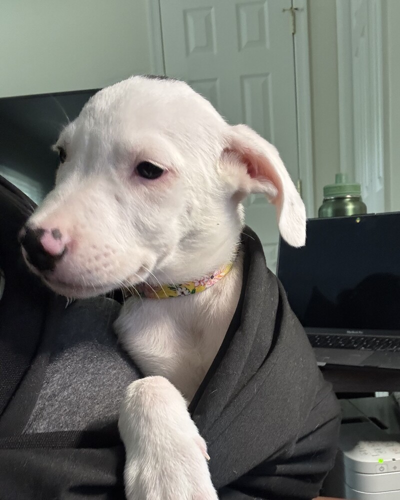 Baby Dottie