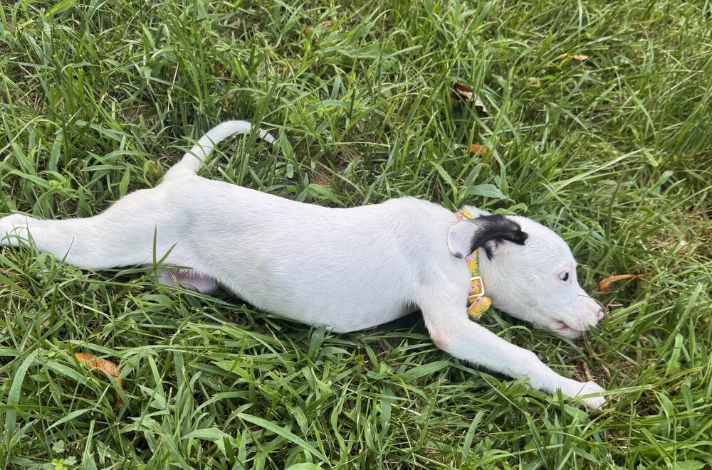 Baby Dottie